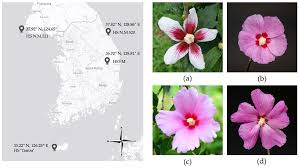 Image result for Hibiscus micranthus