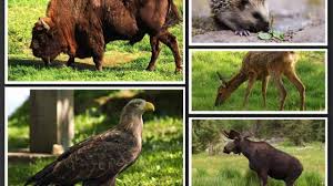 We did not find results for: Top 10 Wild Animals In Poland An Extraordinary List Chido Fajny