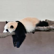 6 200 Begenme 48 Yorum Instagram Da Panda World Panda World Official Sunday Mood Follow Panda Worl In 2020 Funny Panda Pictures Panda Panda Funny