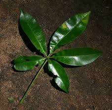 Image result for Bombax rhodognaphalon