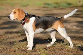 Beagle Dog Breed Facts Highlights Buying Advice