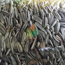 Untuk velvet queen, benih bunga matahari ini. Jual Biji Bunga Matahari Murah Agro Bibit Id
