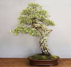 As a guide, around thanksgiving day it is time to prepare your bonsai for its winter dormancy period which should last approximately three (3) months. How To Grow Bonsai From Oak Bonsai Oak Self Cultivation And Care How To Grow Bonsai From Oak