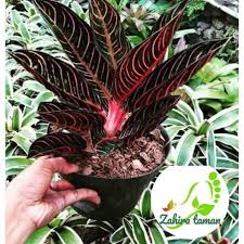 Tips Dan Trik Pertanian Aglonema Black Sumatra Care instructions on caring for aglaonema, including proper watering techniques, light requirements, temperature and humidity levels, and specific information particular to this plant. aglonema black sumatra