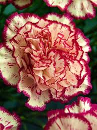 Carnation Via Lovely Roses Facebook Page Beautiful Flowers Carnation Flower Carnations