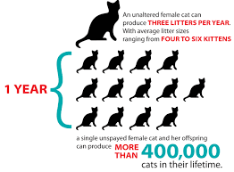One female kitty can have an average of about 12 kittens each year if not spayed. Kittens Are Coming Ten Lives Cat Rescue