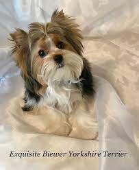 pin on yorkshire terrier