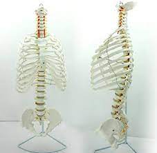 The cause of pain under the right rib cage can be the same as pain on the left. Amazon Com A Medical Human Body Lumbar Spine Rib Cage Model Sports Outdoors