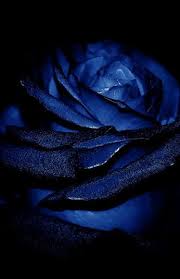 Don T Wait Life Goes Faster Than You Think Blue Roses Wallpaper Blue Roses Blue Aesthetic