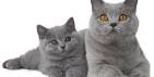 The British Shorthair - Pet Health Network