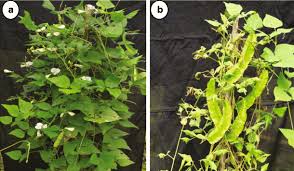 Image result for Psophocarpus grandiflorus