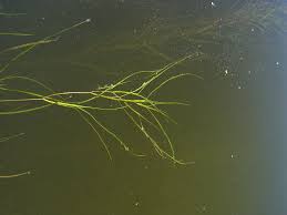 Image result for Stuckenia