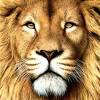 Download, print, and color turtle diary's lion coloring page for a fun activity for your students. 1