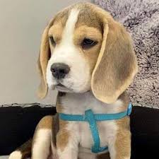 Check spelling or type a new query. Ca Beagles Posts Facebook