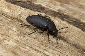 Black Beetle Like Bug In House How To Identify Black Beetles Black Beetle Beetle Insect Beetle