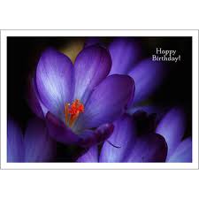 Happy Birthday Happy Joyous And Free Purple Crocus Our collection of happy birthday pictures can be a source of inspiration for your own wishes and an affectionate introduction to a friend's special day. purple crocus happy birthday