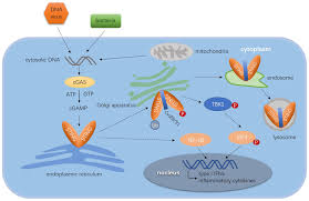We did not find results for: Frontiers When Sting Meets Viruses Sensing Trafficking And Response Immunology