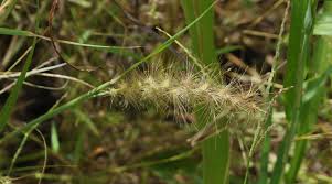 Image result for Cenchrus