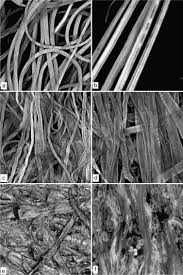 Maybe you would like to learn more about one of these? Analysis Of Fibres Using Microscopy Sciencedirect