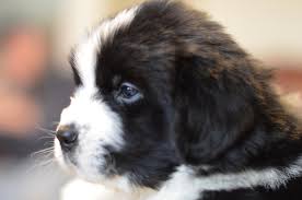 Check spelling or type a new query. Moore Newfies Reputable Newfoundland Breeder In Colorado