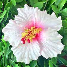 Image result for Hibiscus seineri