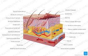Pin By Tenille Ohlson On Major Body Systems Integumentary System Body Systems Plexus Products
