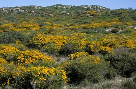 Image result for Acacia lasiopetala