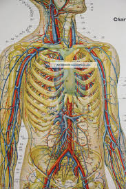 1918 antique frohse nevous system anatomical chart stunning