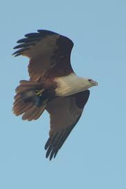 Gambar mewarnai hitam putih burung garuda terbaru sketsa gambar burung elang terbaru warna hitam menjadi kepala banteng yang merupakan simbol garuda pancasila warna hitam juga digunakan untuk melindungi warna latar tengah bintang yang juga mewarnai garis datar tengah. Elang Bondol Wikipedia Bahasa Indonesia Ensiklopedia Bebas