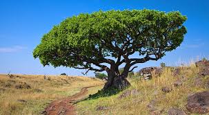 Image result for Ficus lutea