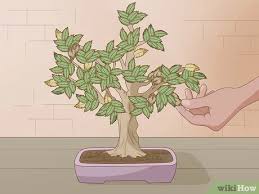 No bonsai excitement to see at this stage, only the basic horticultural skills needed to get the seeds alive and kicking. 4 Ways To Grow And Care For A Bonsai Tree Wikihow