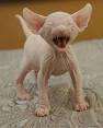 Dwelf Kittens | Vintage Cattery - Sphynx, Bambino, Elf ...