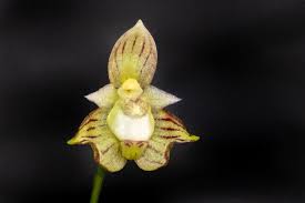 Image result for Bulbophyllum sp. nov