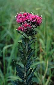 Image result for Vernonia rosenii