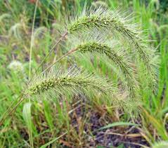 Green Foxtail Grass Setaria Viridis Photographed August 26 2018 In Center Township Beaver County Pa Foxtail Grass Grass Wild Flowers
