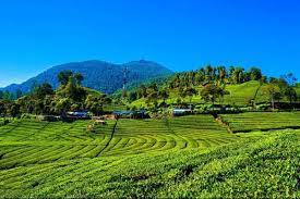 Perkebunan teh margawendu 54 km. Kebun Teh Malabar Harga Tiket Masuk Spot Foto Terbaru 2021
