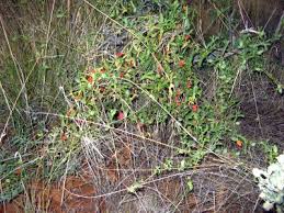 Image result for Corallocarpus welwitschii
