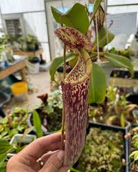 Image result for Heteromorpha stenophylla