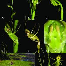 Image result for Centrostigma occultans