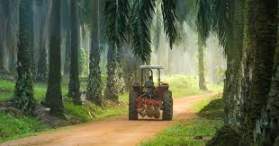 Emmanuelle wargon a également reçu le soutien de son ministre de tutelle, françois de rugy. Huile De Palme Articles Actus Et Dossiers De Fond Demotivateur