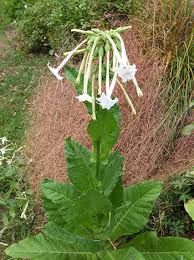 Image result for Nicotiana