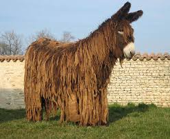 But the general effect of melanocyte failure due to aging is widespread among mammals. 20 Funny Photos Of Animal With Long Hair Design Swan