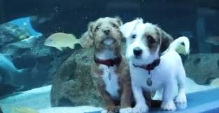 European puppies for sale with a lifetime guarantee! Watch These Adorable Puppies Explore The Georgia Aquarium Videos Mapped