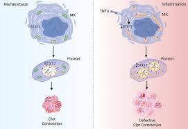 Image result for Platelet Dysfunction