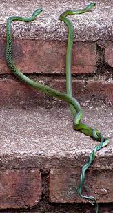 Image result for Cadaba natalensis