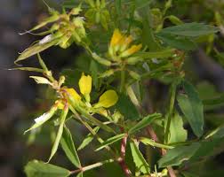 Image result for Trigonella anguina