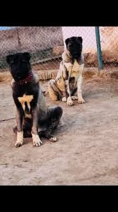 8 Aylik Kangal Yavrulari Www Kangalal Com Kangal Kopegi