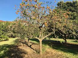 People, who would consider purchasing fruit trees normally expect to eat the fruits (eventually) when ripen. Persimmon The Other Orange Fall Fruit