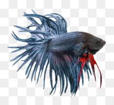 Mungkin lainkali saya akan membuat artikel tentang itu. Betta Fish Png And Betta Fish Transparent Clipart Free Download Cleanpng Kisspng