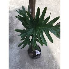 The leaves attached to long, smooth petioles. Philodendron Selloum Hope Houseplant Indoor Plant Shopee Philippines